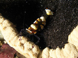 anemone shrimp of papua by Heru Suryoko 